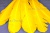 Декоративный Пучок из перьев, перо 23см/желтый - купить в Златоусте. Цена: 12.19 руб.